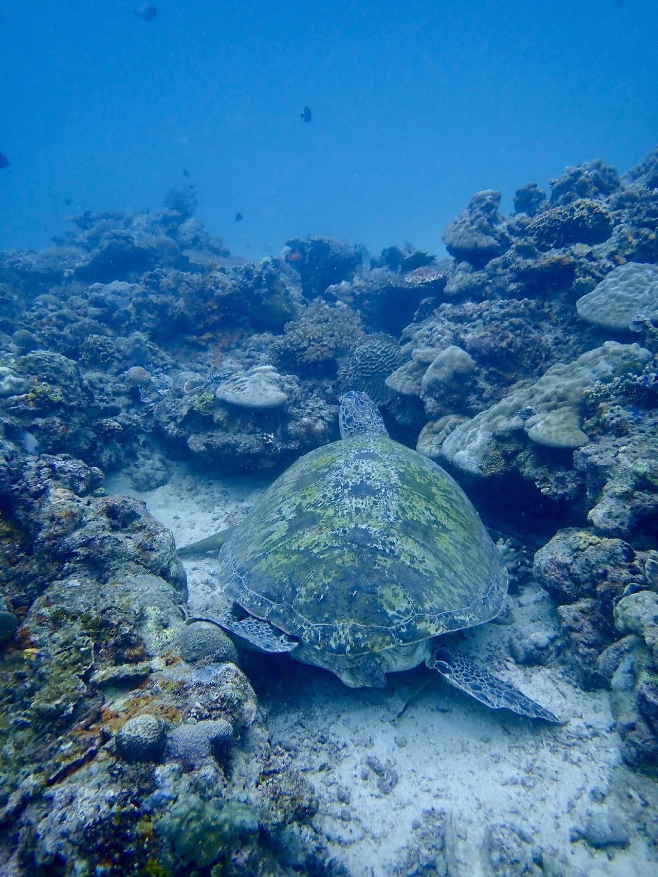 보라카이 해외 첫 다이빙 하루에 3깡씩 2틀 다이빙^^