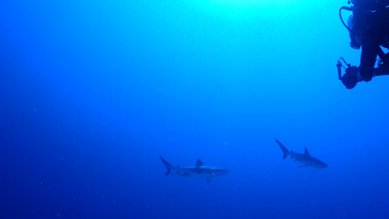 Palau Adventure Dive #Ulong Channel