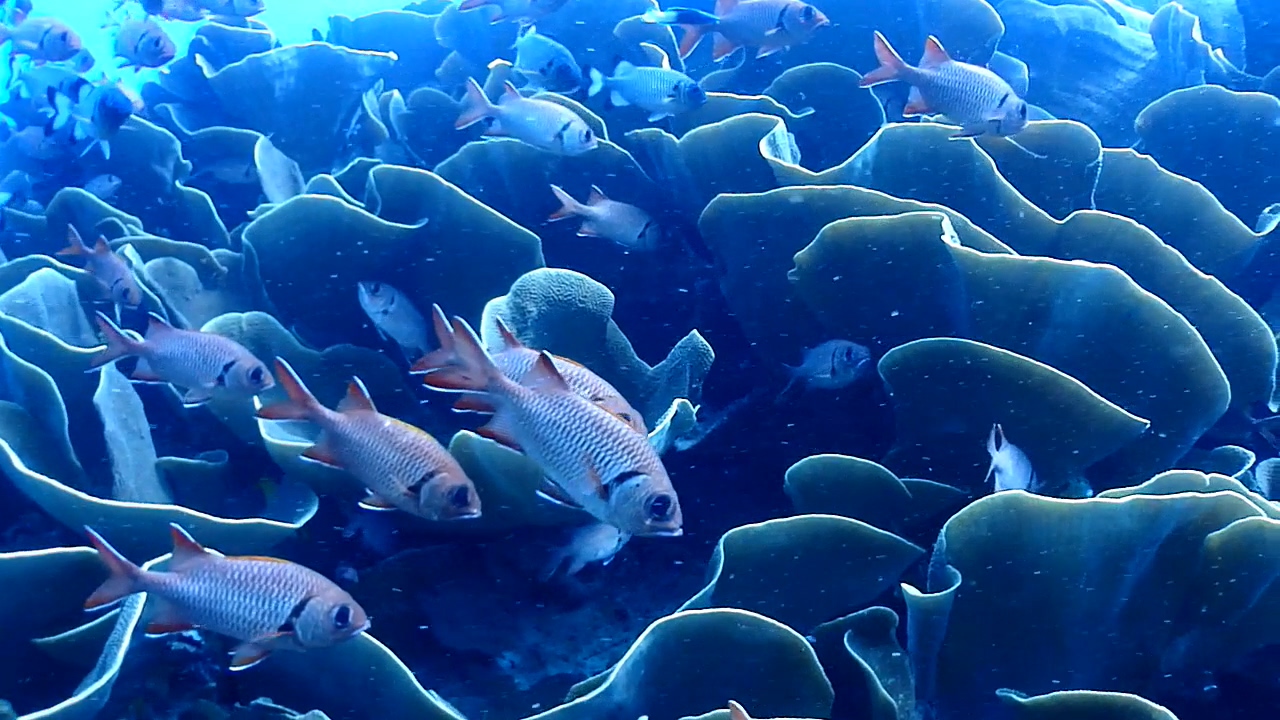 Palau Adventure Dive #Ulong Channel