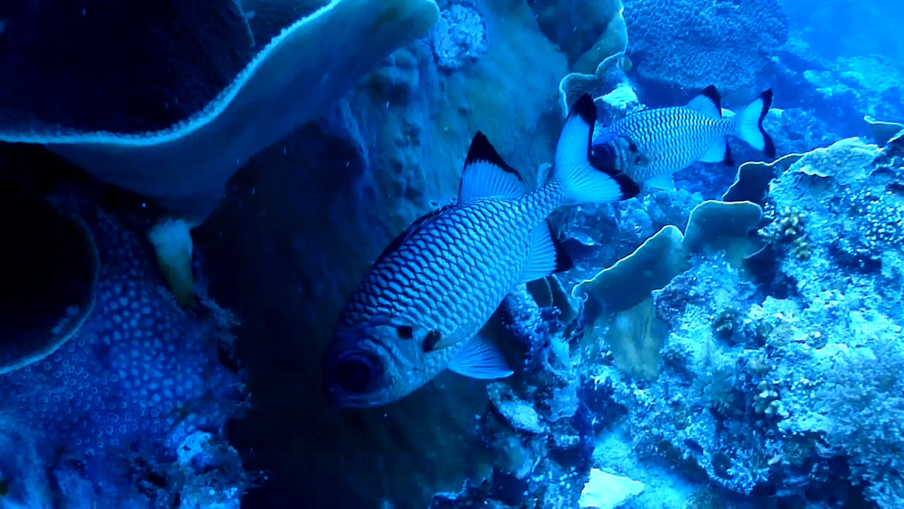 Palau Adventure Dive #Ulong Channel