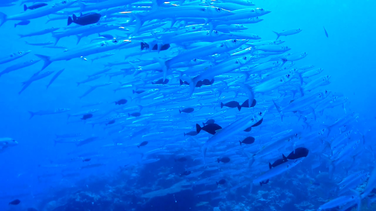 Palau Adventure Dive #Sand Bar