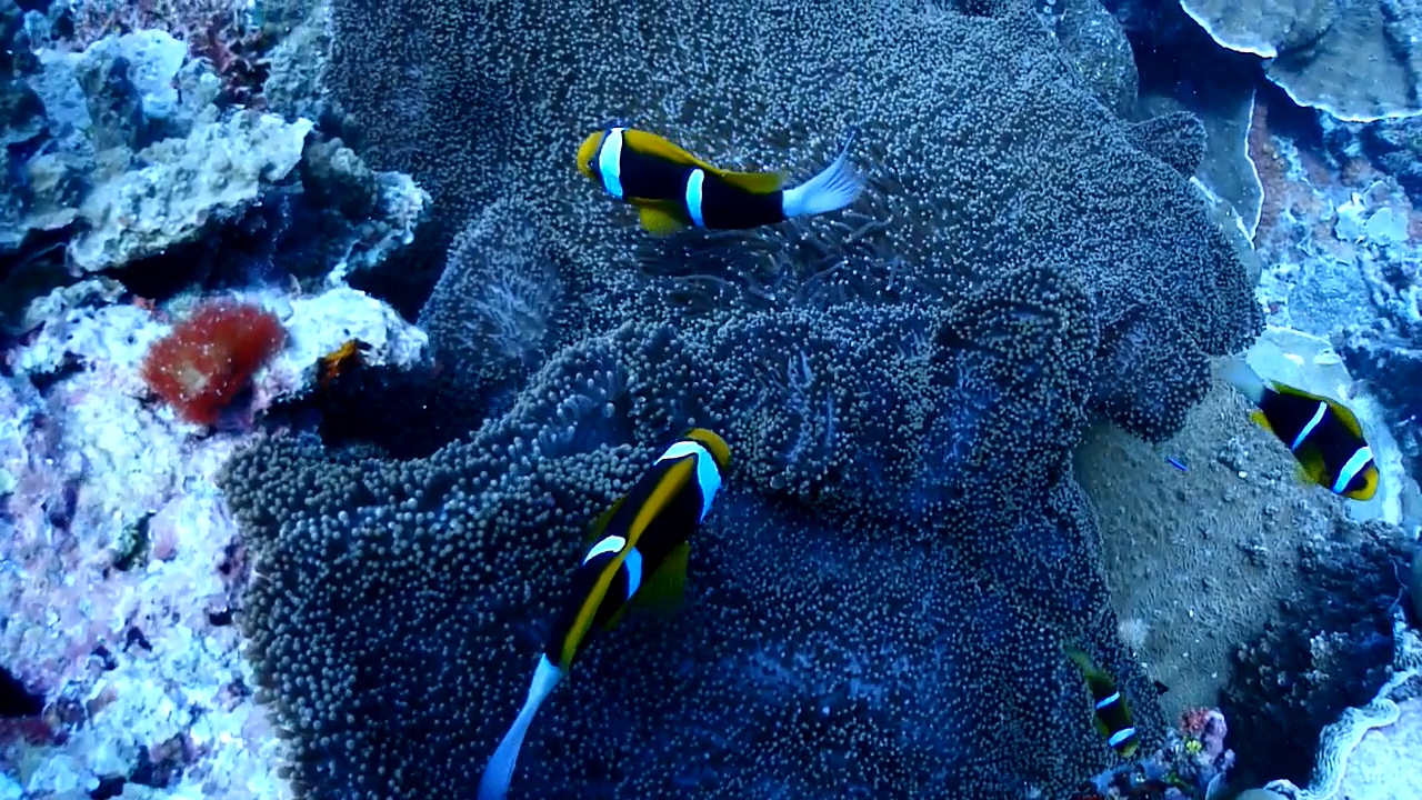 Palau Adventure Dive #Ulong Channel