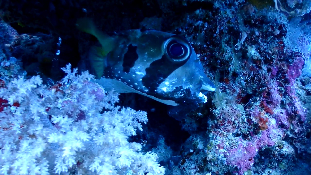 Palau Adventure Dive #Ulong Channel