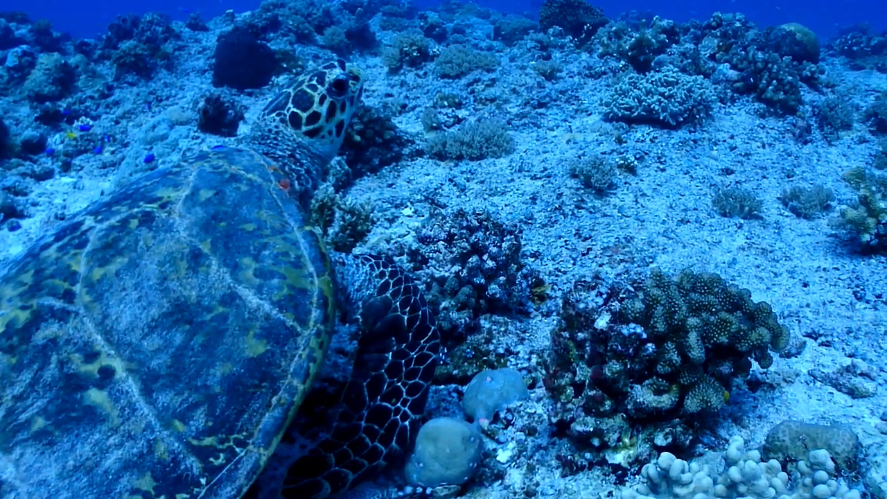 Palau Adventure Dive #Blue Corner Out Going Side