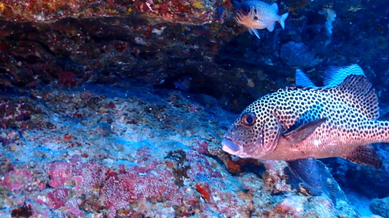 Palau Adventure Dive #New Drop Off