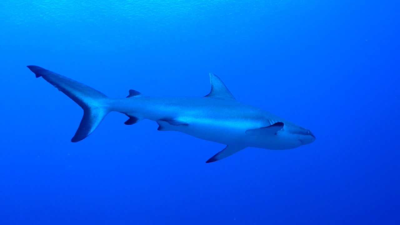 Palau Adventure Dive #Blue Corner Out Going Side