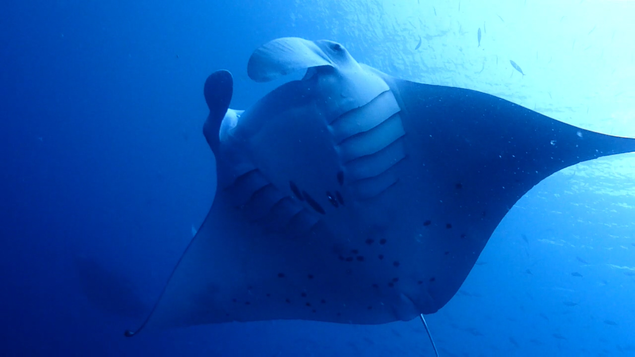 Palau Adventure Dive #German Channel