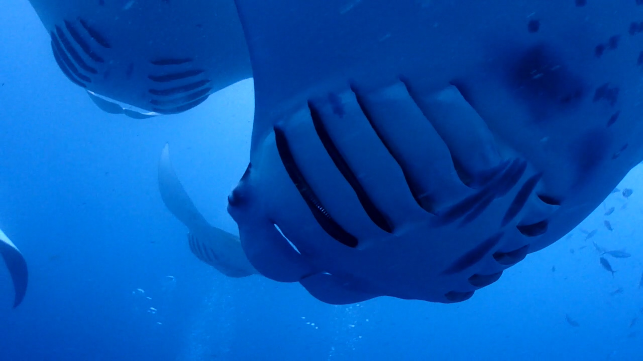Palau Adventure Dive #German Channel