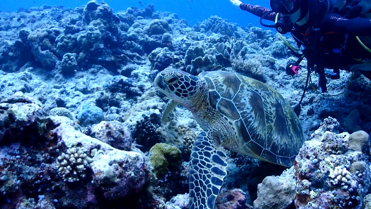 Palau Adventure Dive #New Drop Off