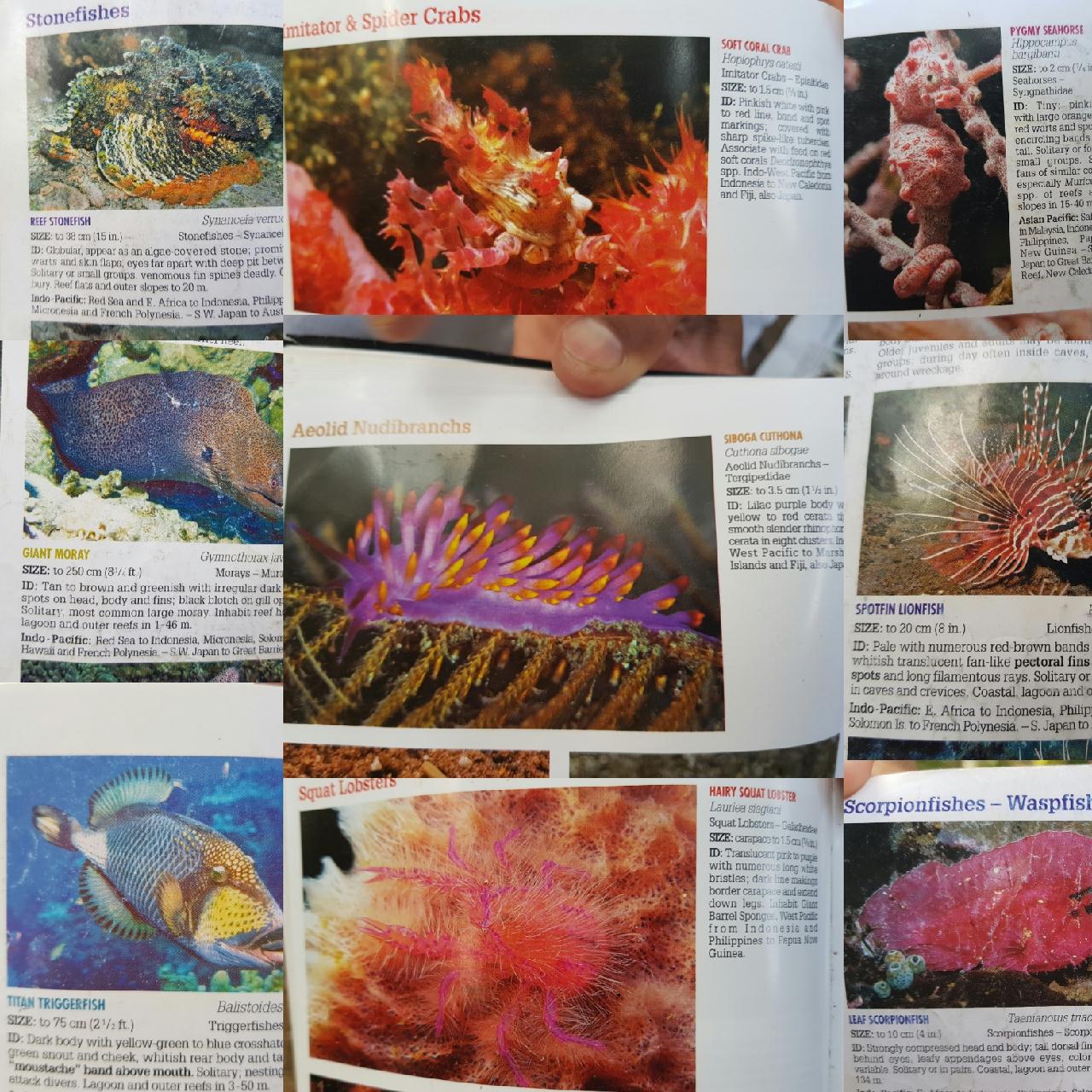 Bali second diving