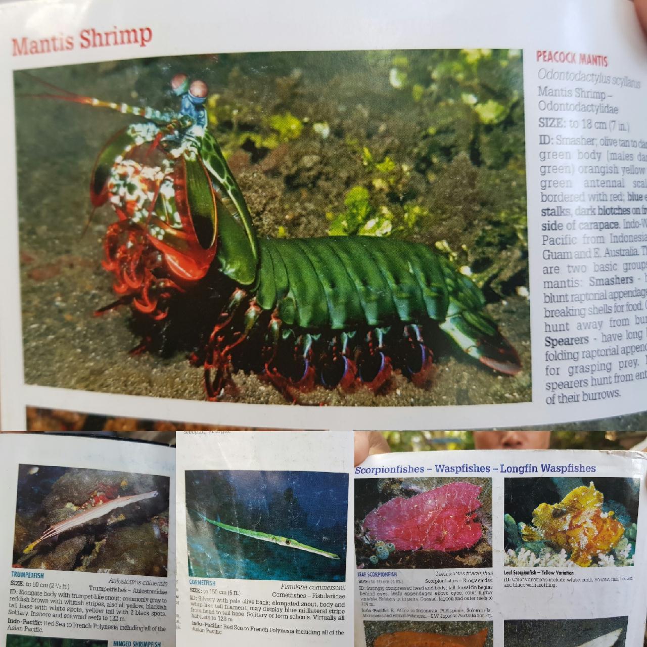 Bali second diving