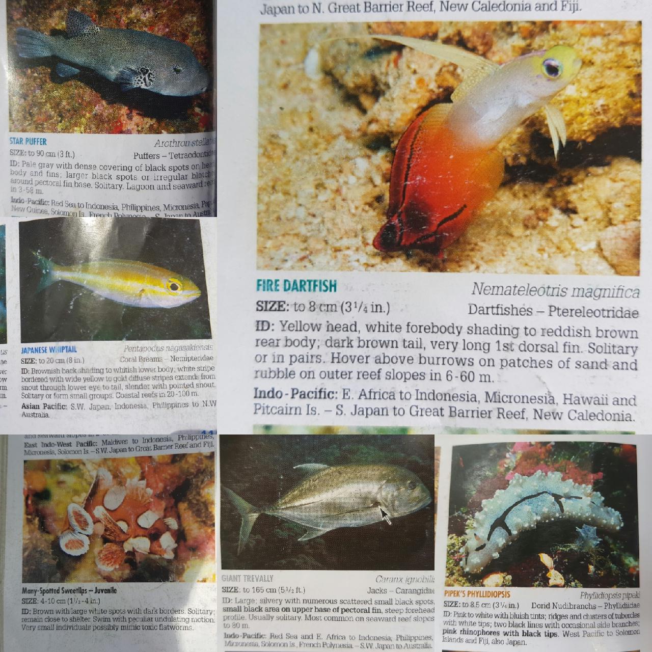 BALI FOURTH DIVING