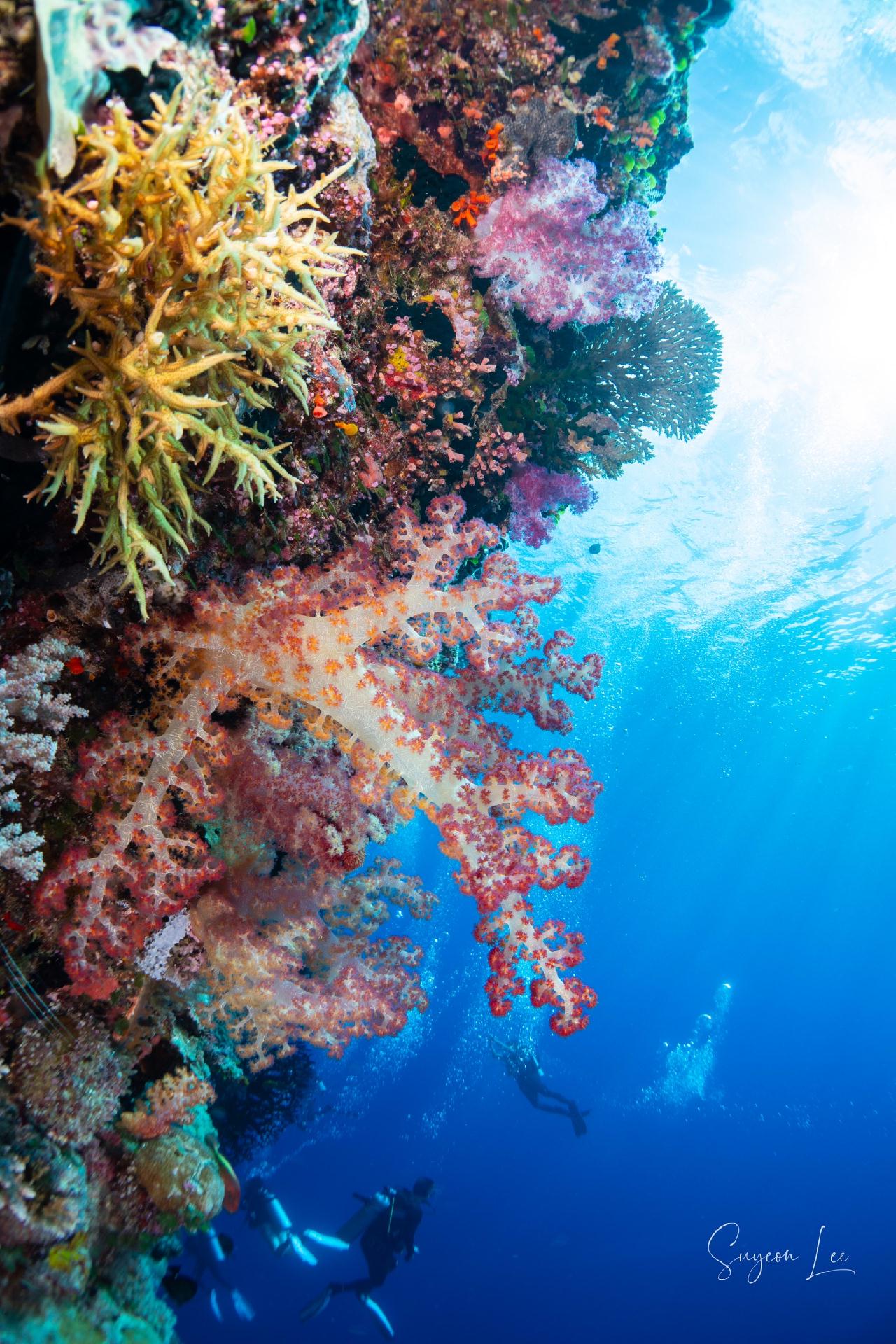 코랄거든 / 팔라우
