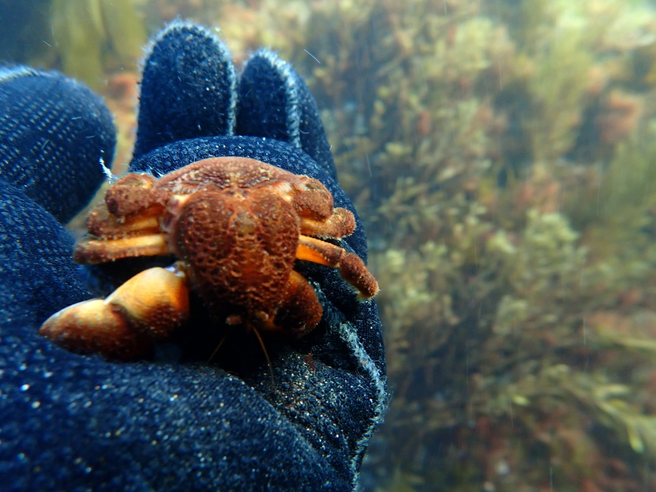 고성 봉포리조트 _ 동해 첫 다이빙 _ 아라 첫모임