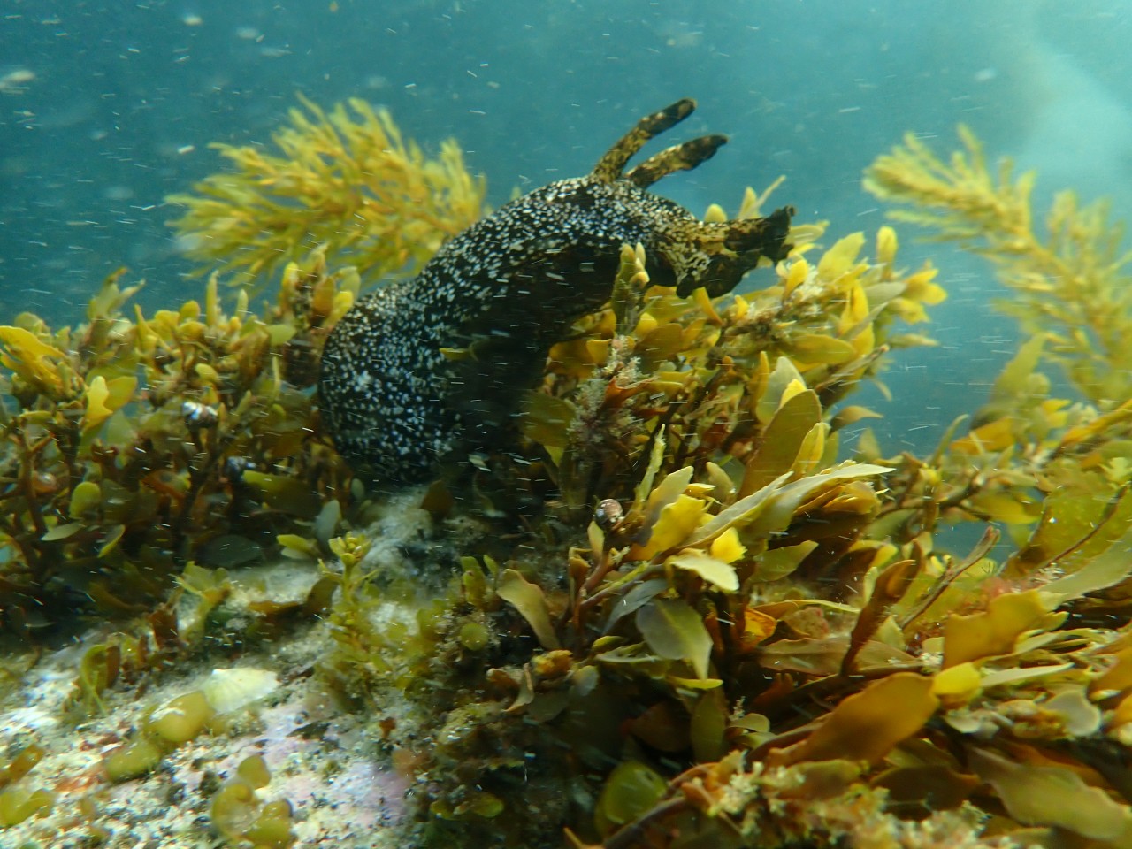 고성 봉포리조트 _ 동해 세번째 