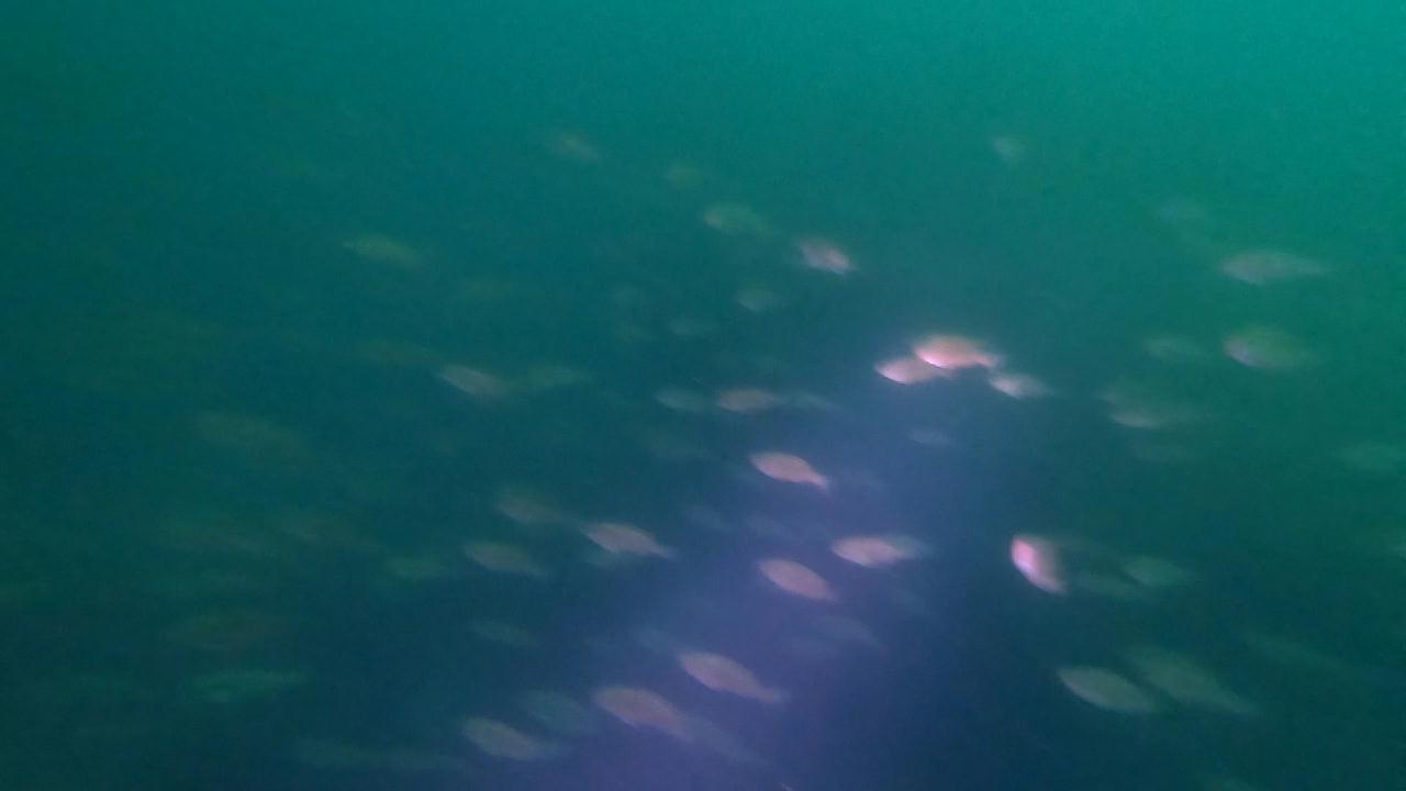 고성 봉포리조트 _ 동해 첫 다이빙 _ 아라 첫모임