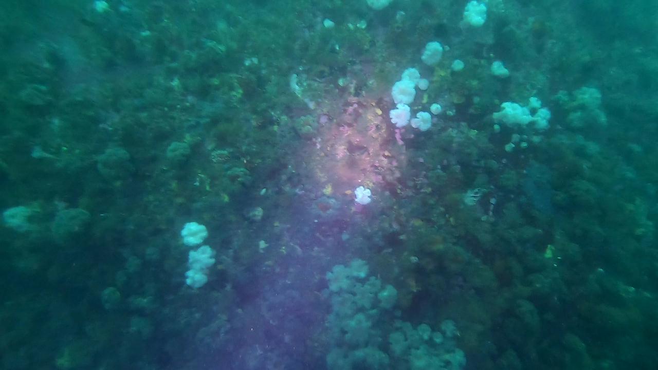 고성 봉포리조트 _ 동해 첫 다이빙 _ 아라 첫모임