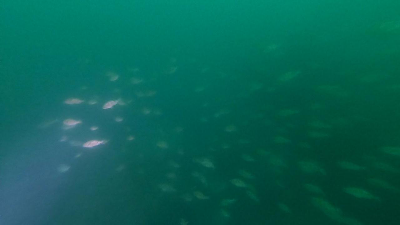 고성 봉포리조트 _ 동해 첫 다이빙 _ 아라 첫모임