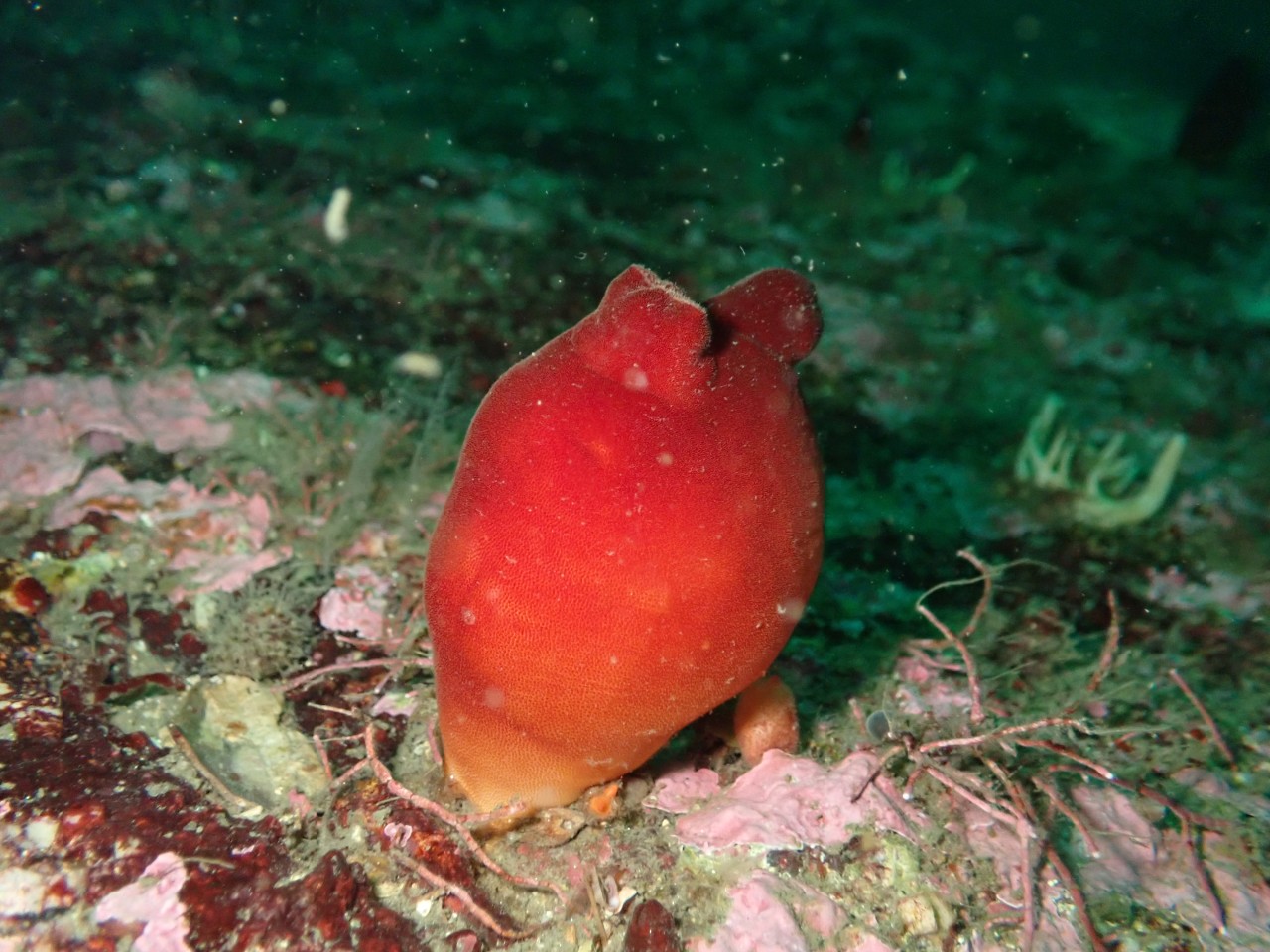 고성 봉포리조트 _ 동해 세번째 