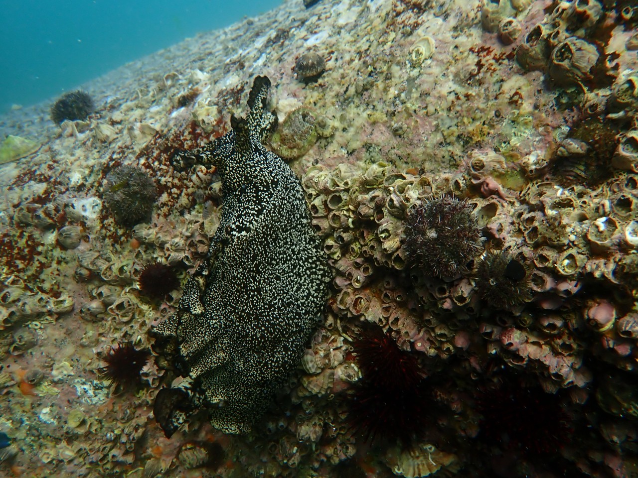 고성 봉포리조트 _ 동해 세번째 