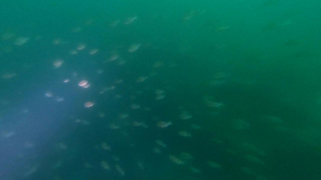 고성 봉포리조트 _ 동해 첫 다이빙 _ 아라 첫모임