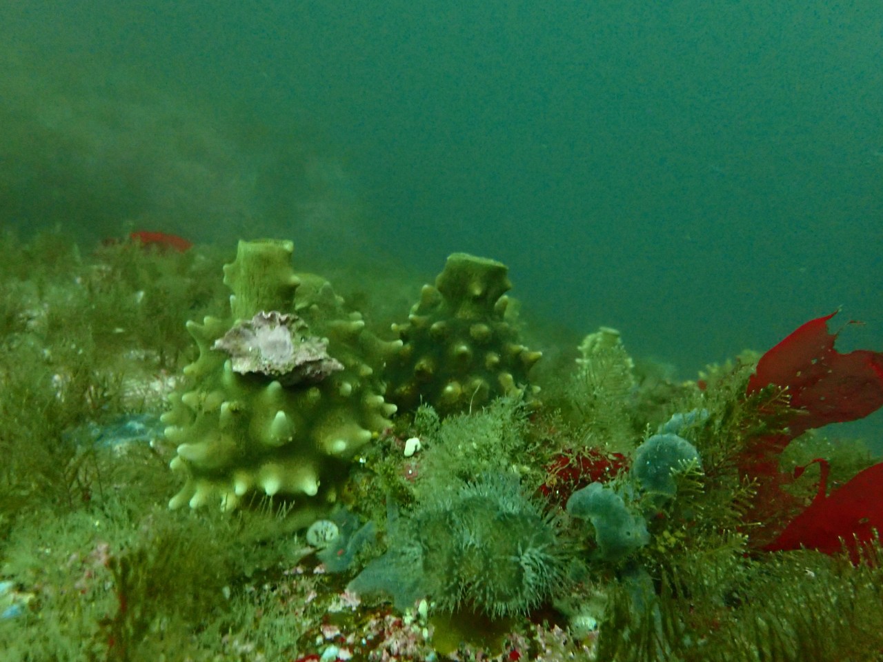 고성 봉포리조트 _ 동해 첫 다이빙 _ 아라 첫모임