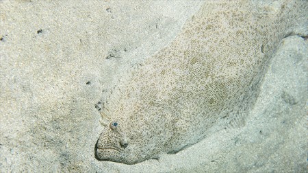 광어 (넙치) - 한국인이 가장 사랑하는 횟감