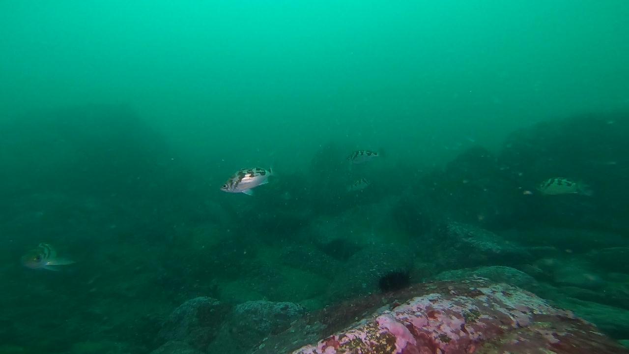 양양 칸다이브 _ 자연짬