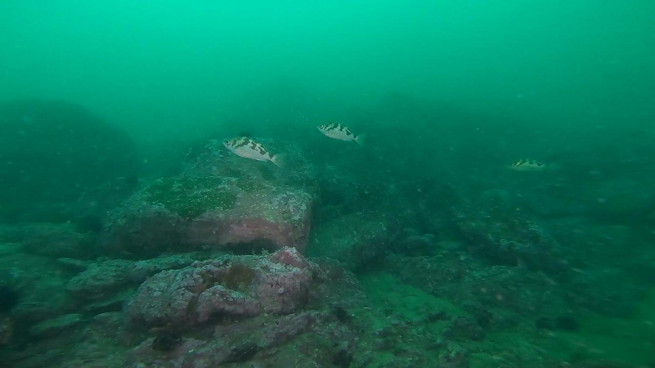 양양 칸다이브 _ 자연짬