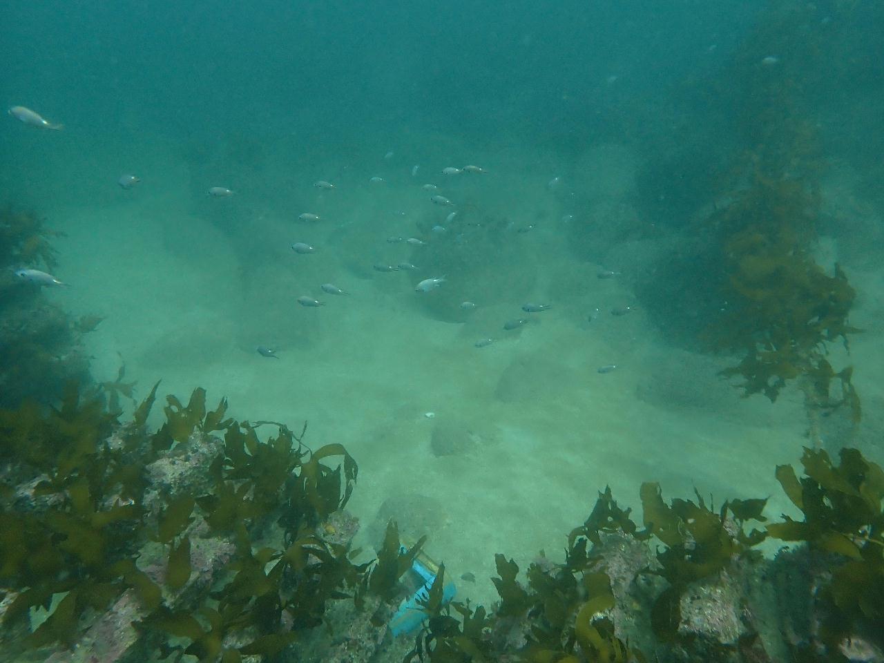 제주도 운진항 인공어초