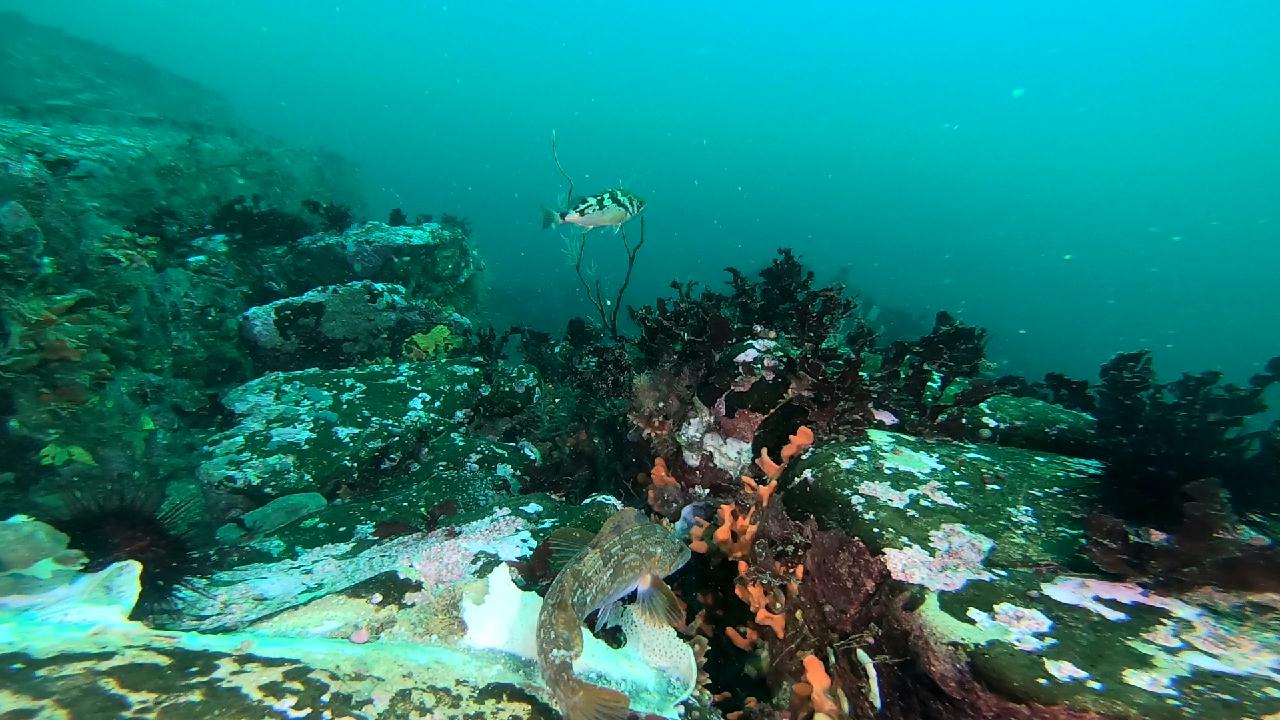 고성 베짱이 _ 금강산 포인트
