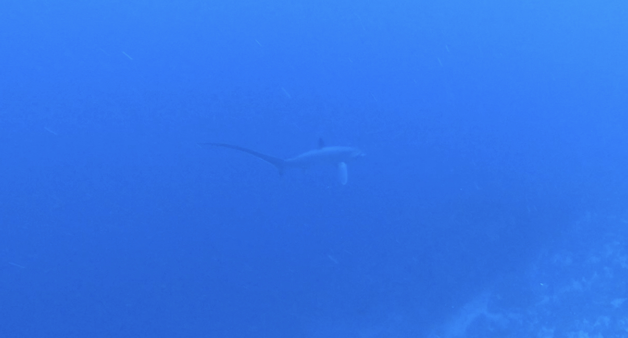 블루코너 / 인도네시아 발리