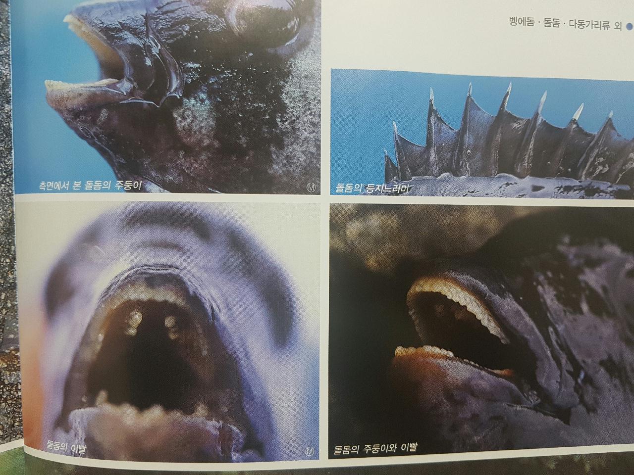 돌돔과 강담돔