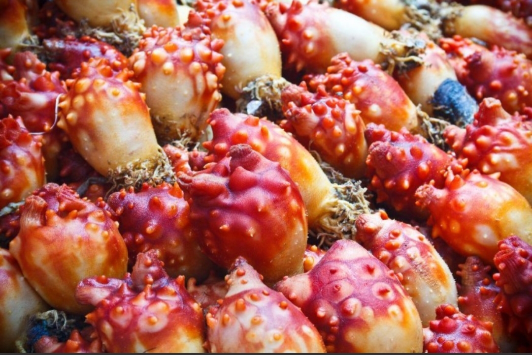 멍게
