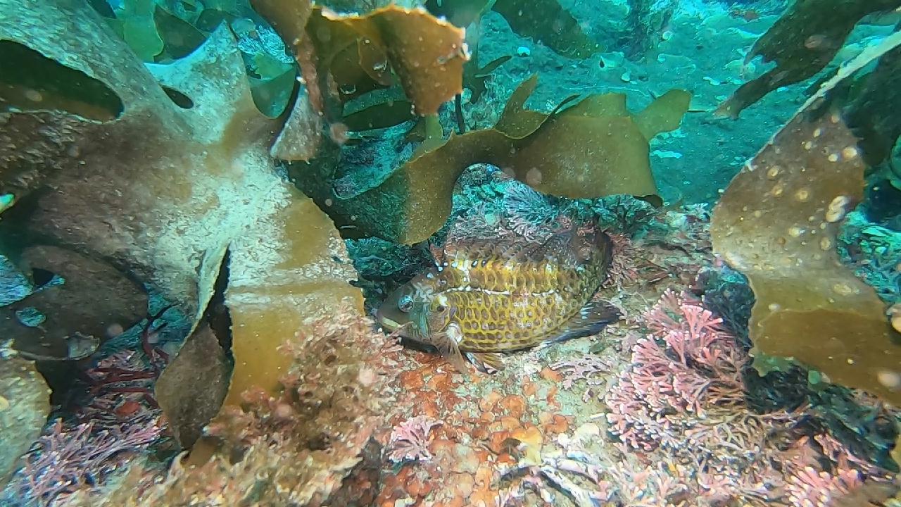 제주도 서귀포 섶섬 - 간출여 포인트