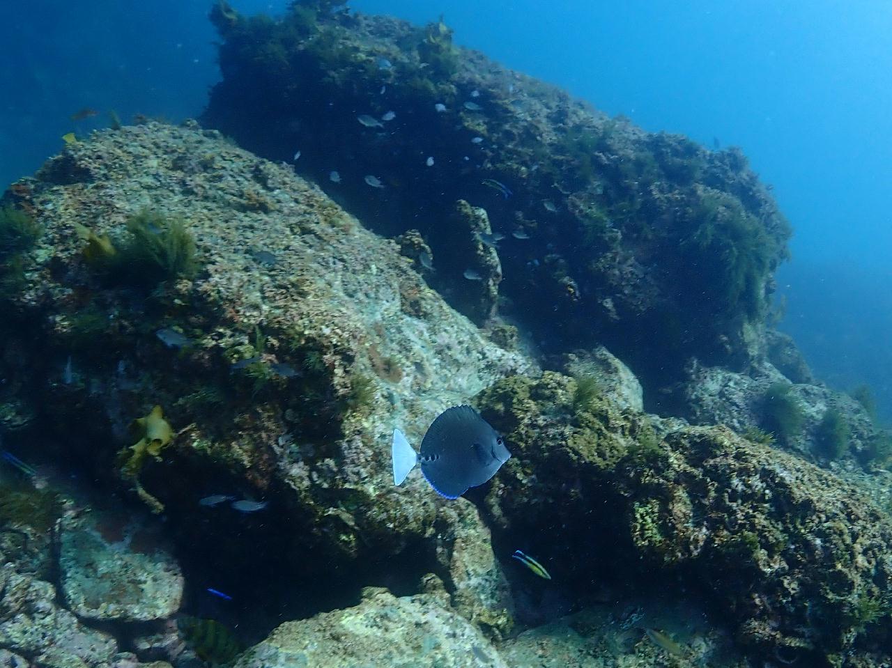 제주도 서귀포 섶섬 - 간출여 포인트