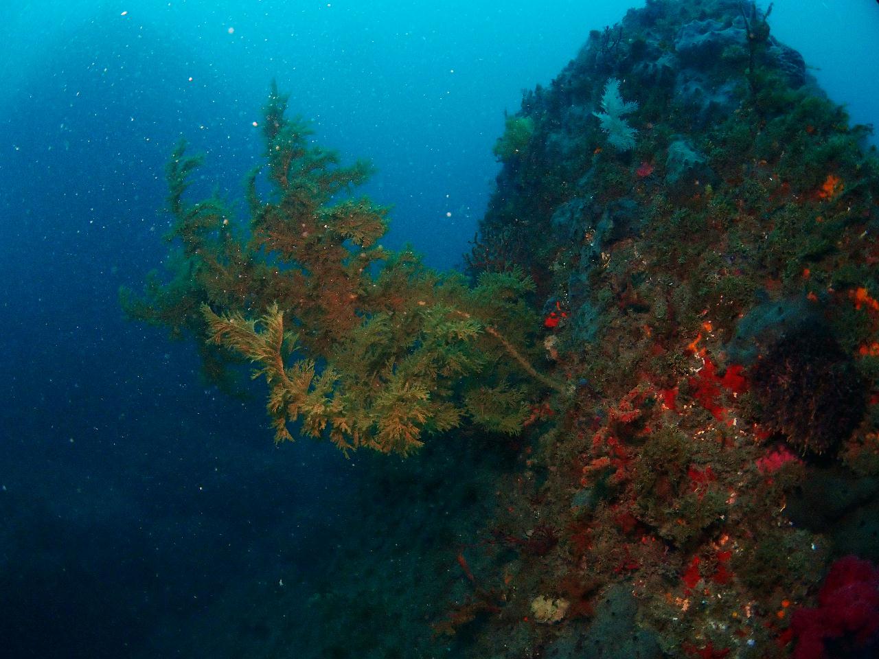 제주도 서귀포 외돌개 포인트