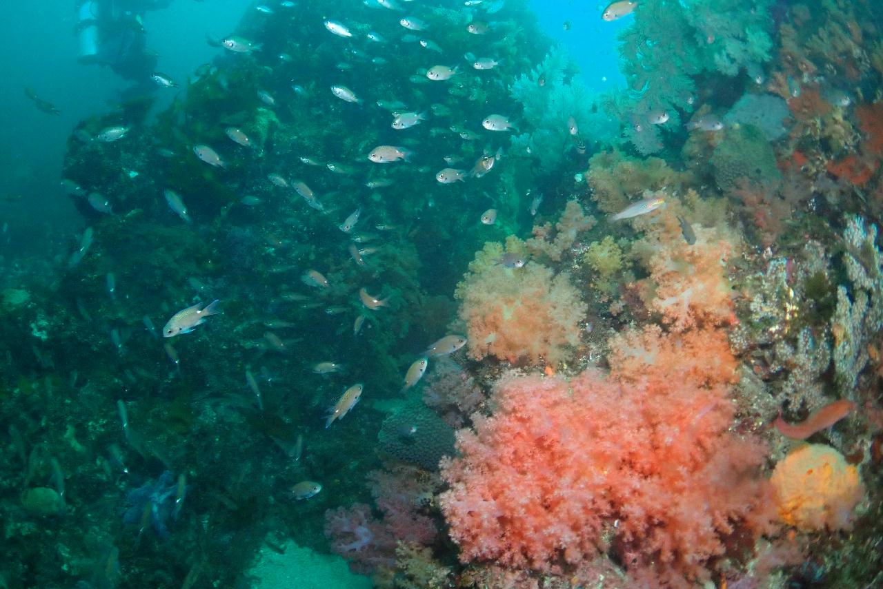 제주도 서귀포 - 산호정원