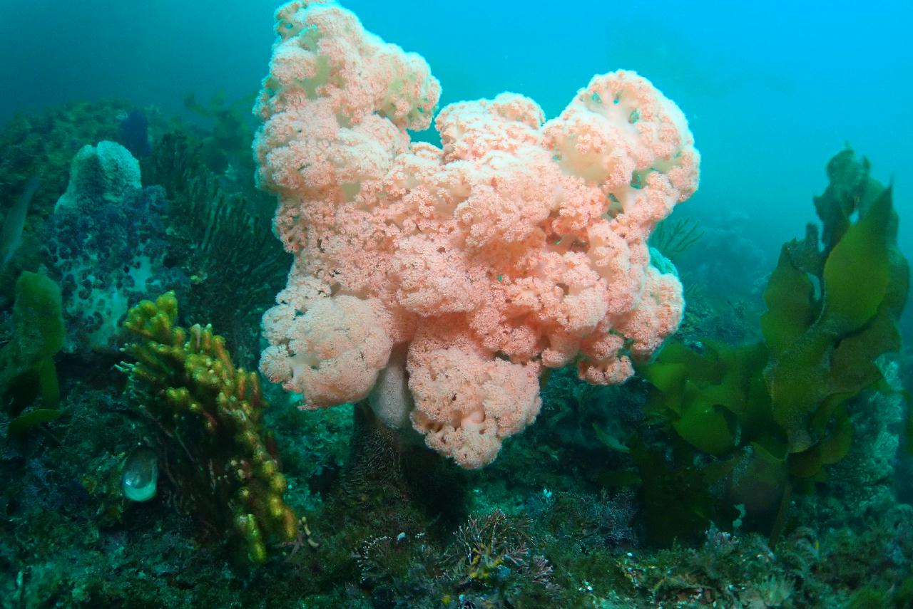 제주도 서귀포 - 산호정원
