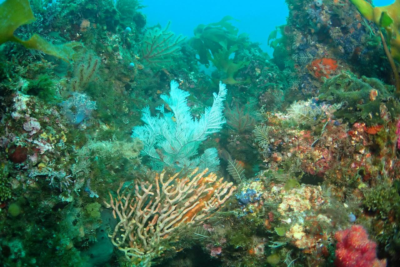 제주도 서귀포 - 산호정원