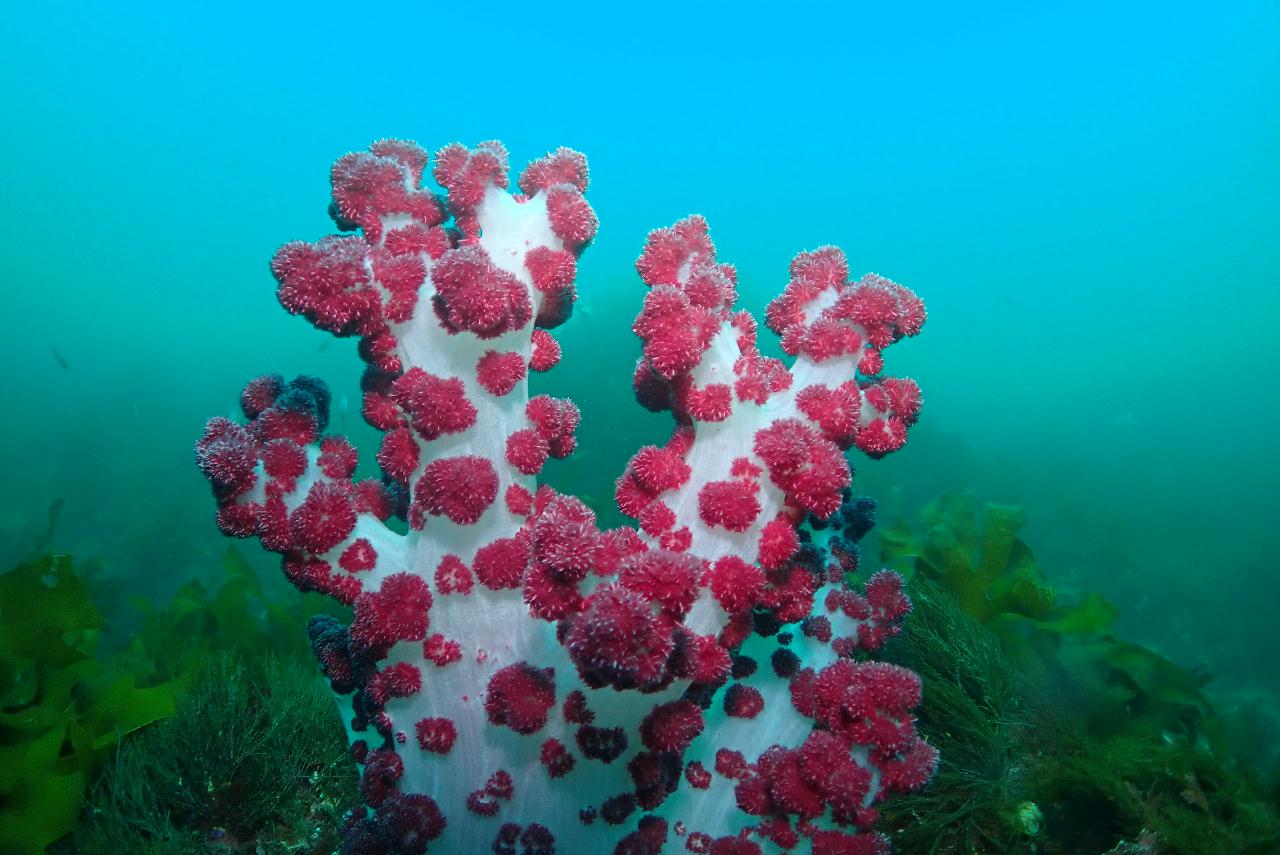 제주도 서귀포 - 산호정원