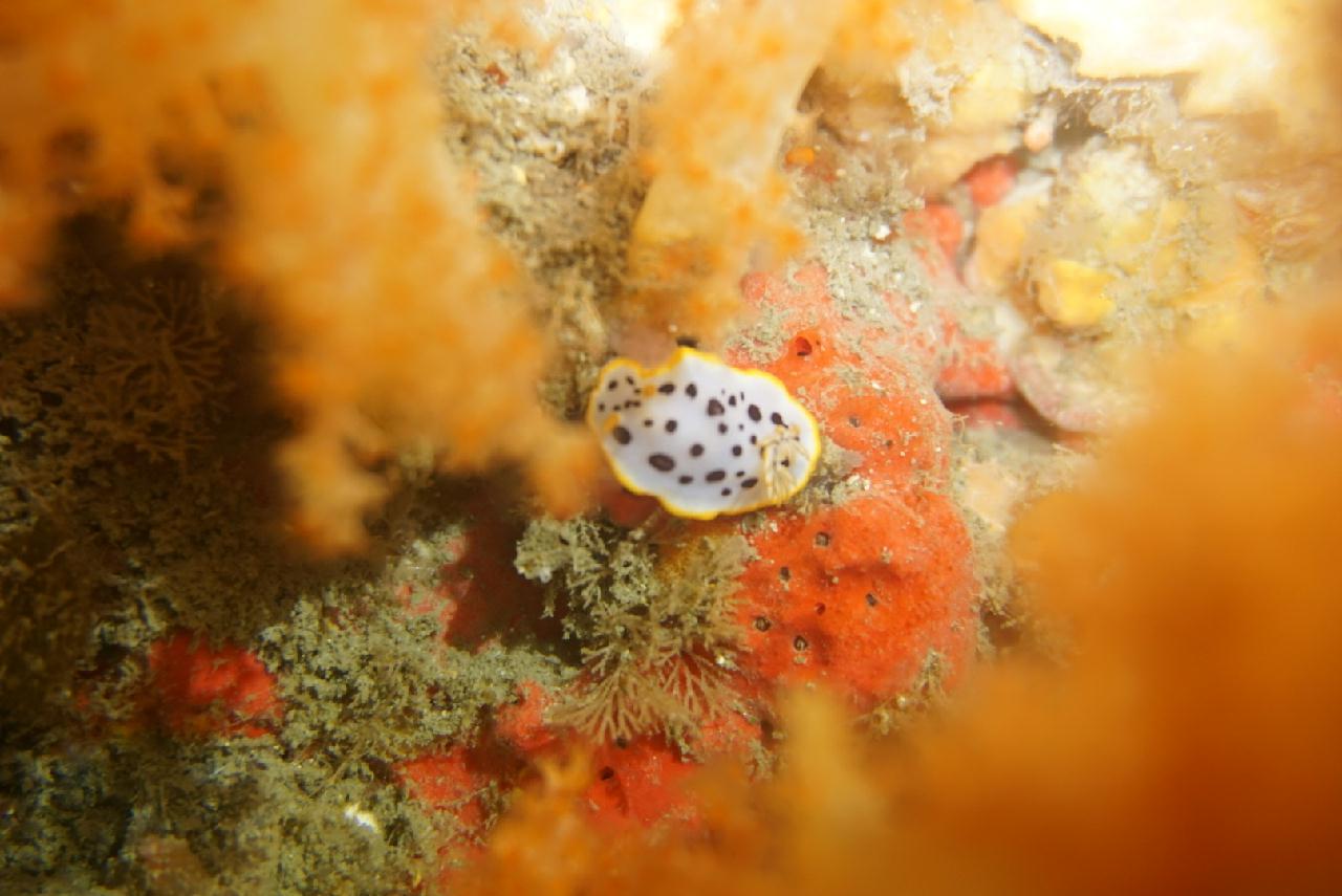 제주도 서귀포 - 문섬 한개창