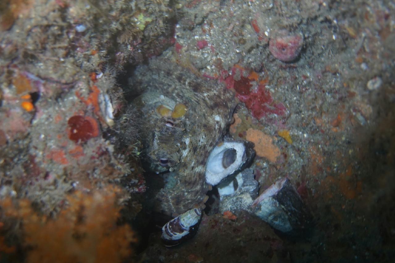 제주도 서귀포 - 문섬 난파선