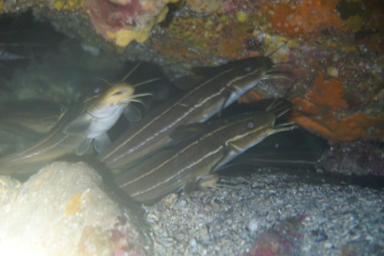 제주도 서귀포 - 문섬 난파선