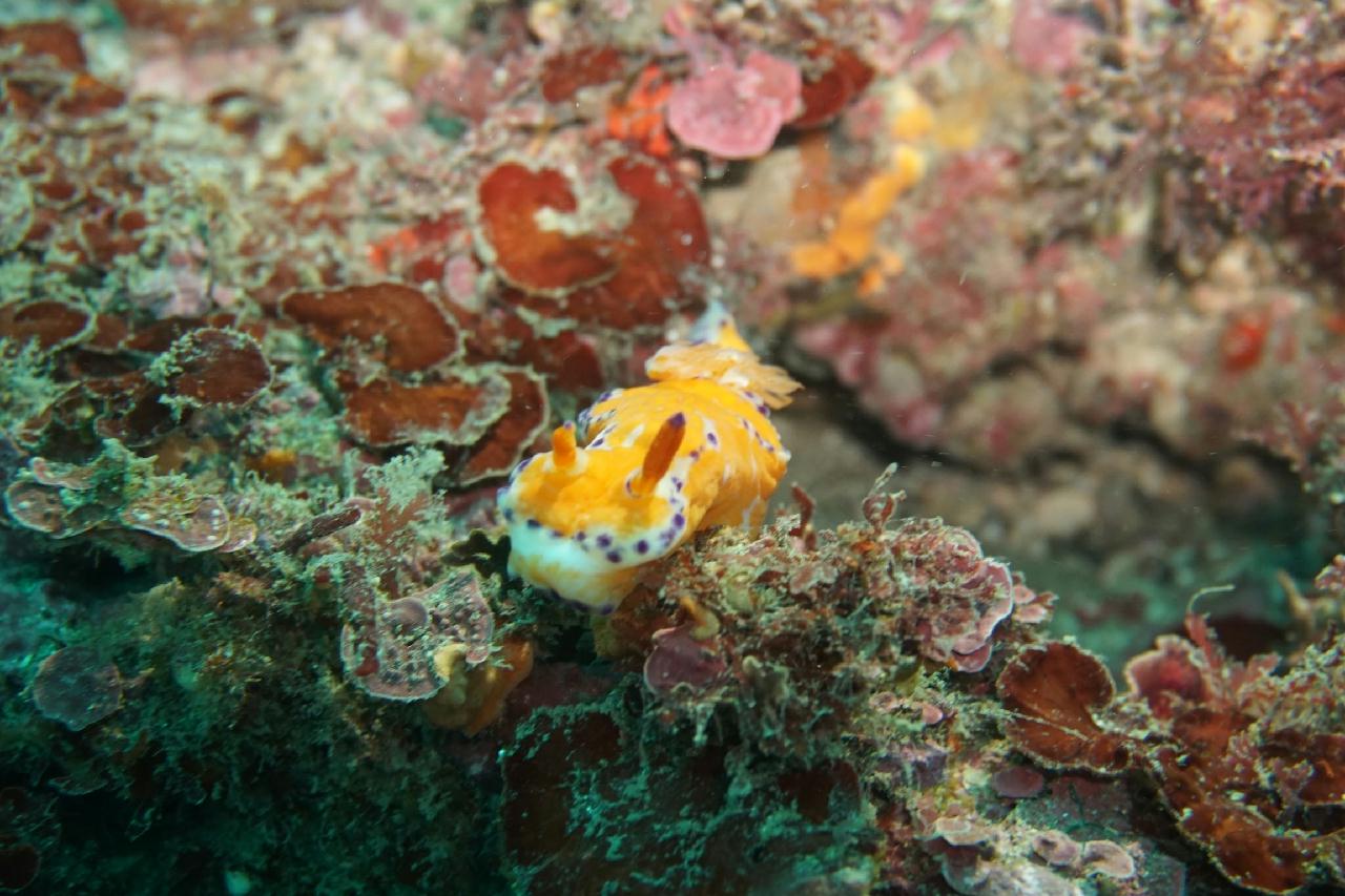 제주도 성산 - 윗자리여