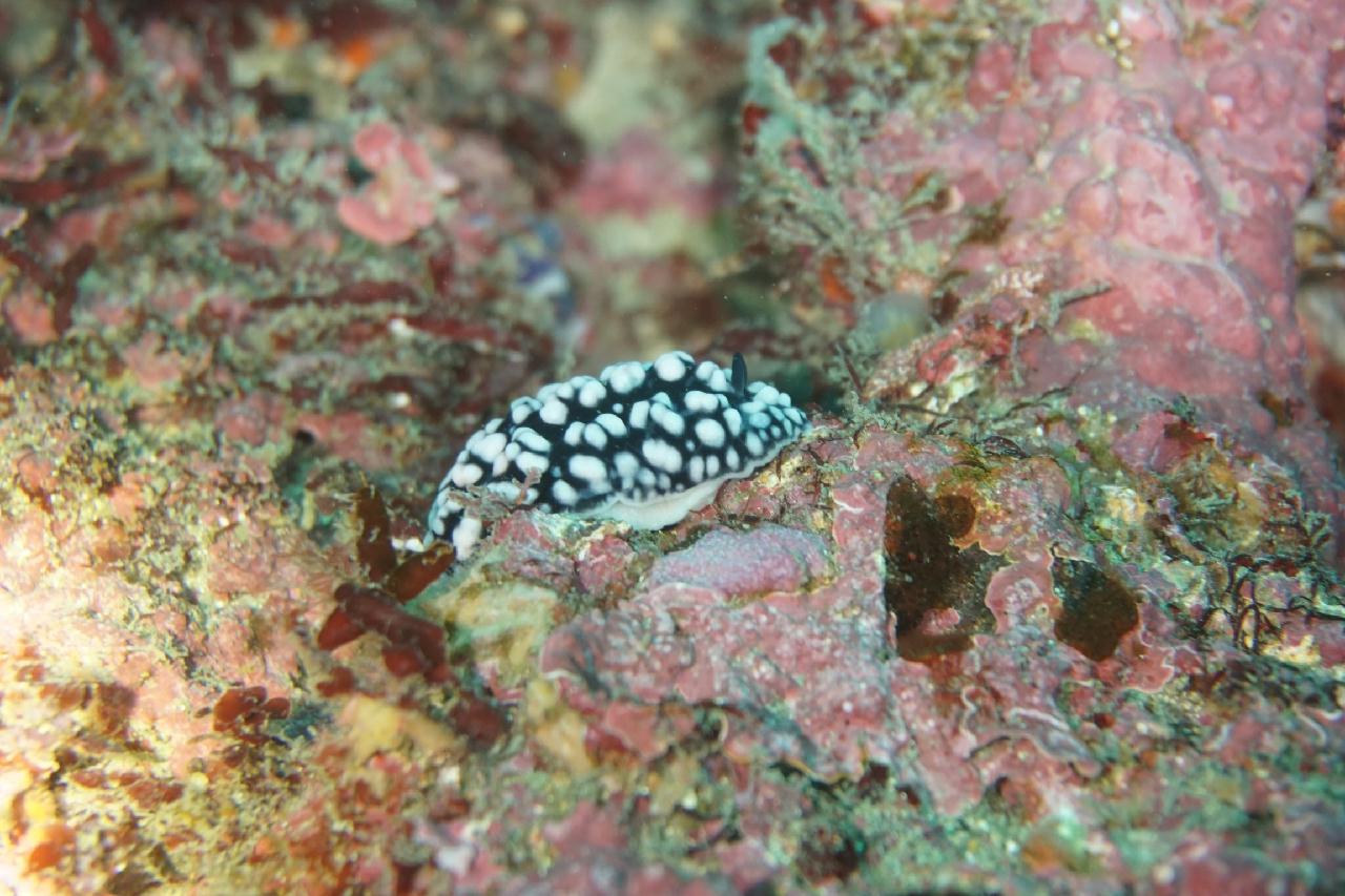 제주도 성산 - 윗자리여