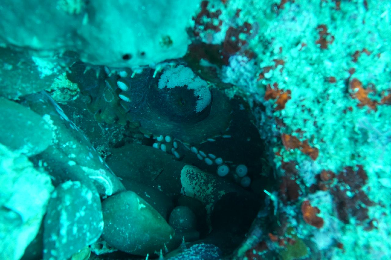 제주도 서귀포 - 외돌개