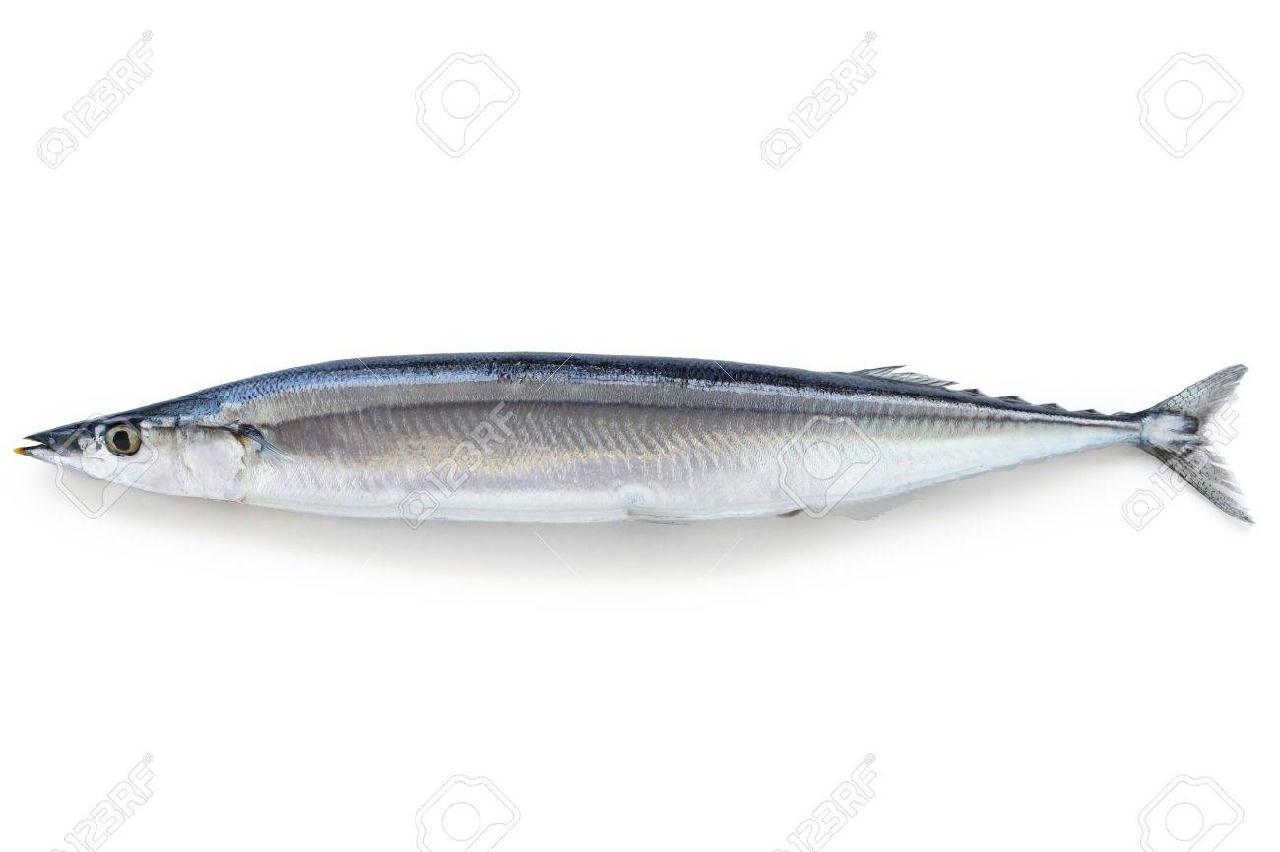 꽁치