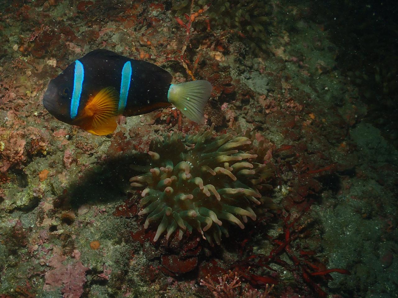 2월 12일 보목 다이빙