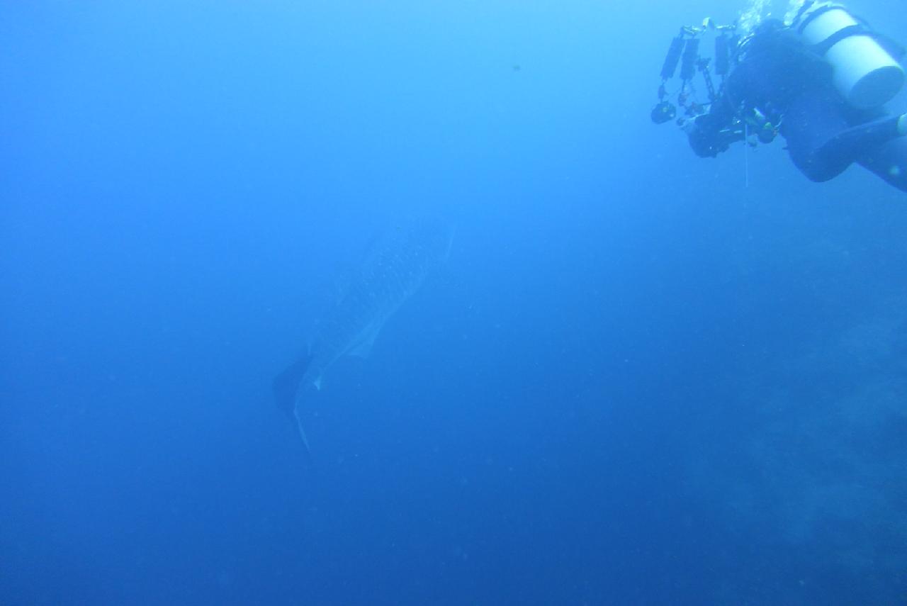 고래상어를 만나다